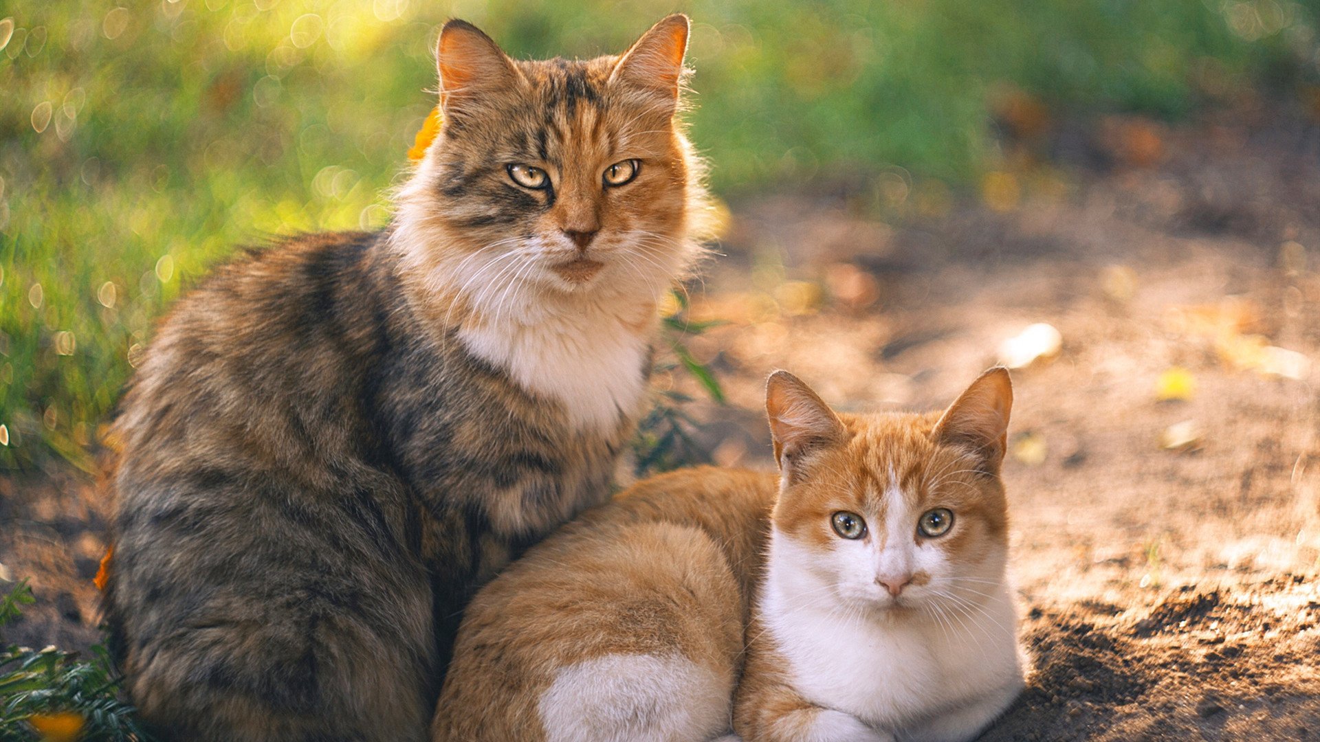 各大联赛火热进行,顶级战队争霸激烈角逐冠军荣耀,战队超级联赛