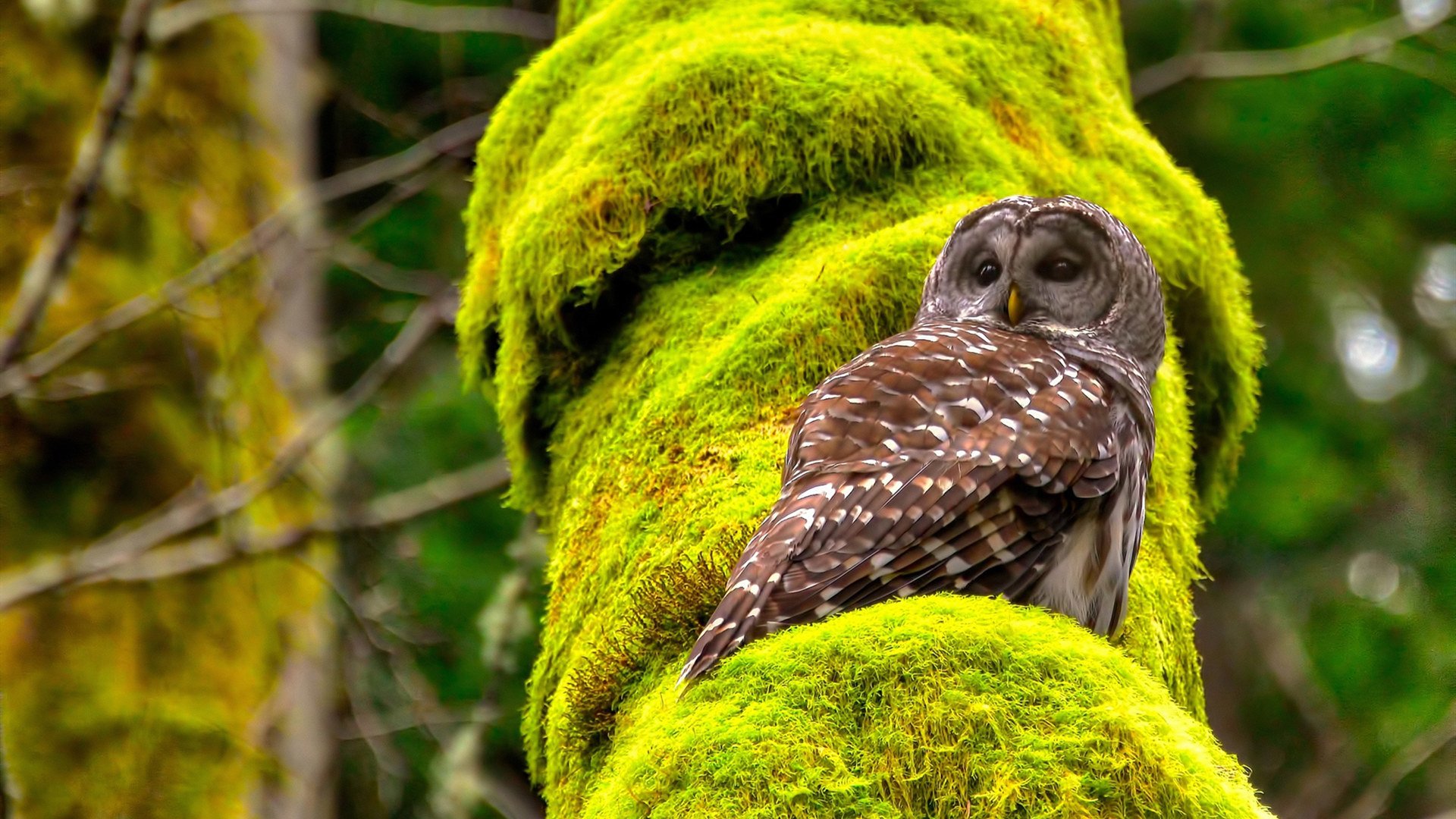 爱游戏中国官方登录入口网站-NBA电竞布局迈向全球化，nba电竞高手