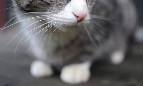 TES推行智能化训练数据管理平台，智能化训练理念