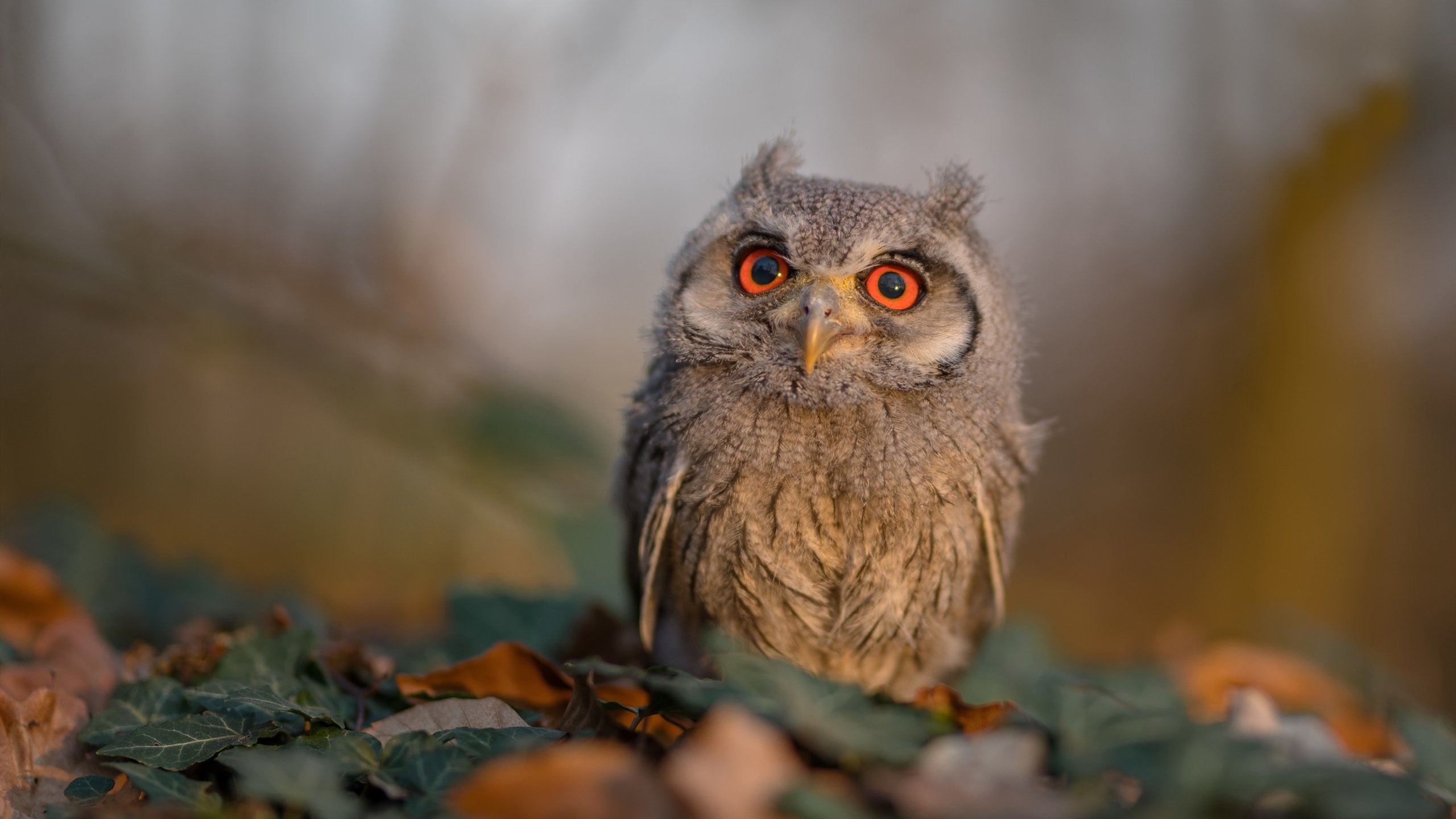 爱游戏平台-国际足球赛事中，某支球队大获全胜，令人瞩目，某届洲际足球大赛中