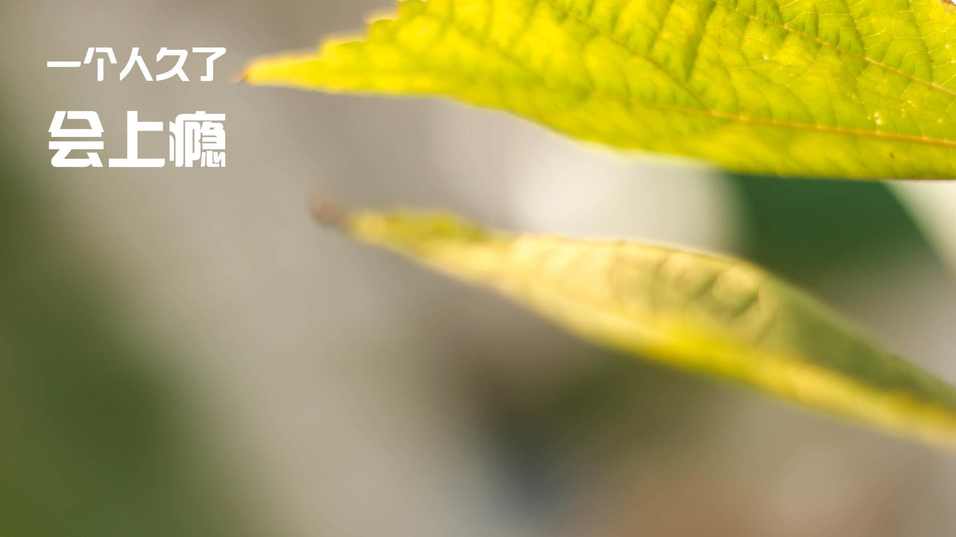 女足比赛冠军诞生,风云再起动人心弦,女足 成绩