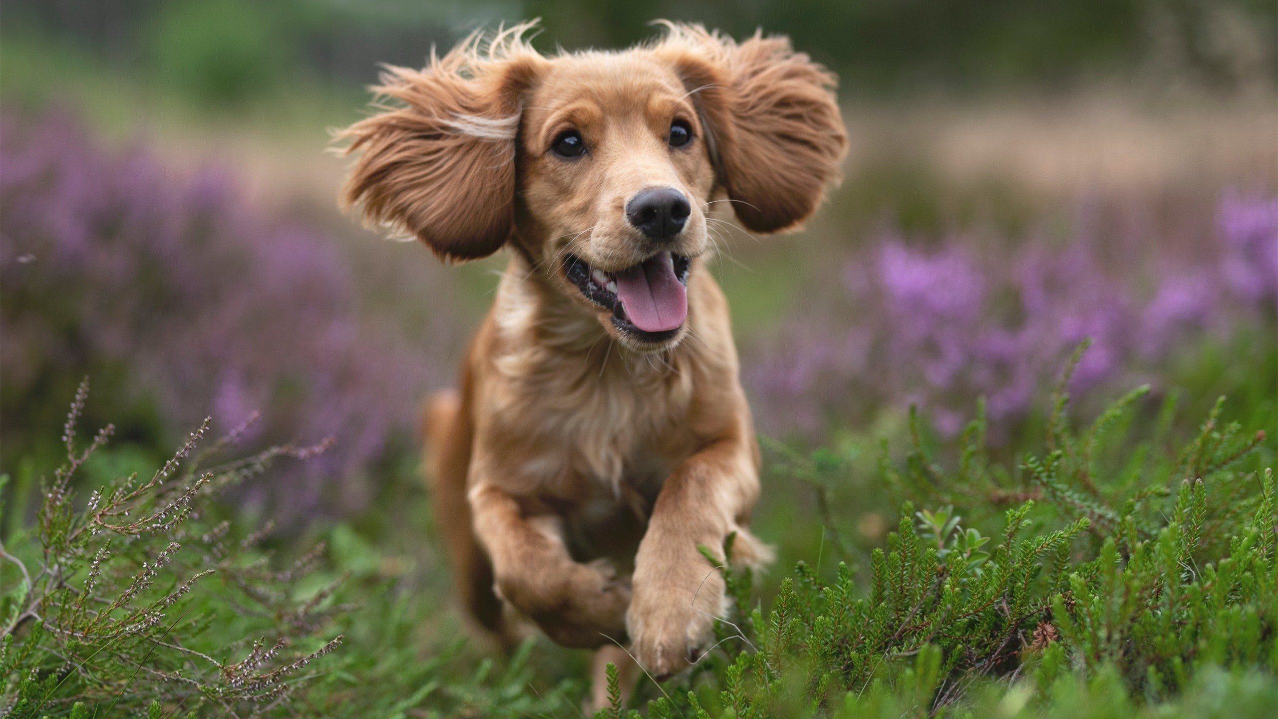 曼城势必击败卡迪夫城，稳居榜首，曼城对战