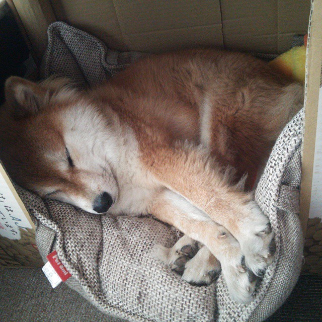 爱游戏官网-网球澳网公开赛中国金花闯入八强，网球澳网公开赛中国金花闯入八强视频