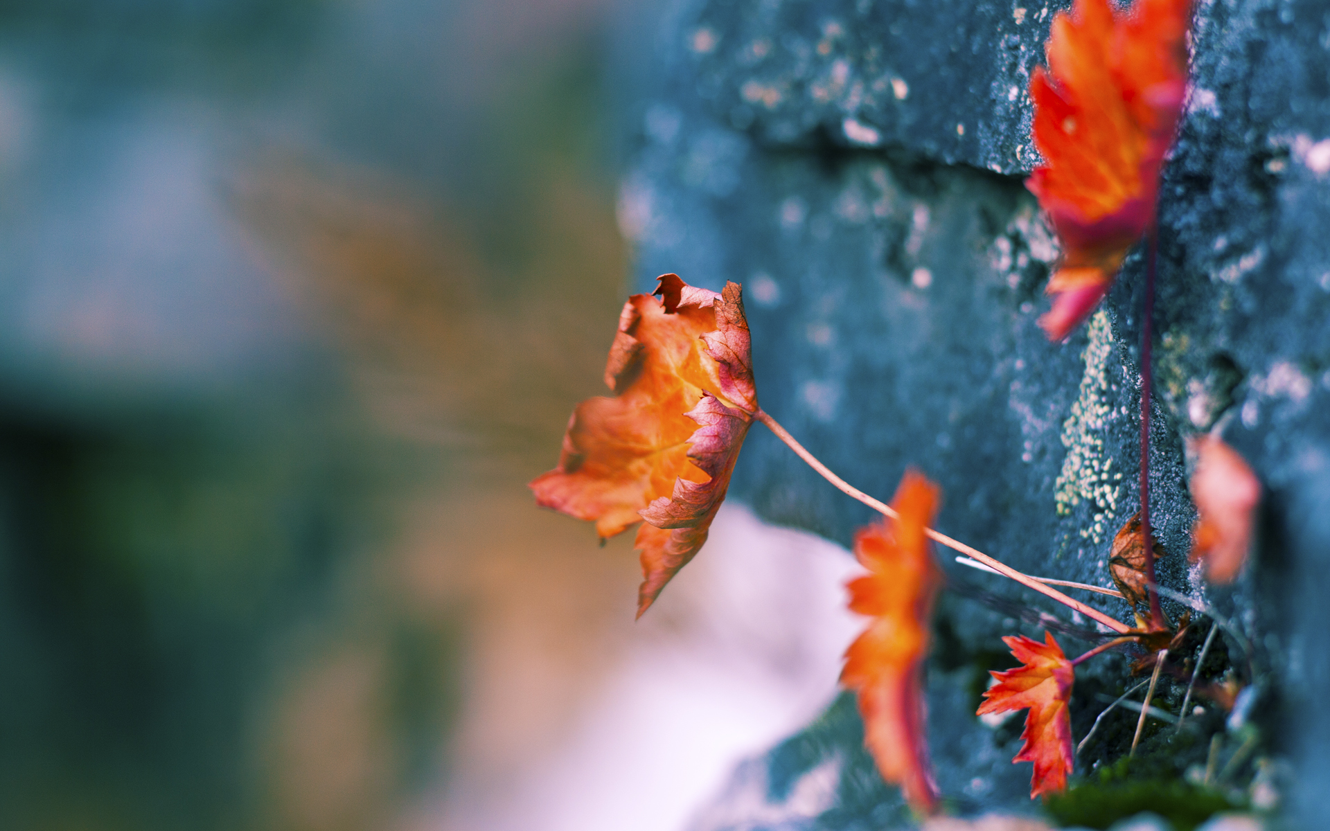 体育新闻中心深化体育视频内容原创版权保护机制,体育短视频平台