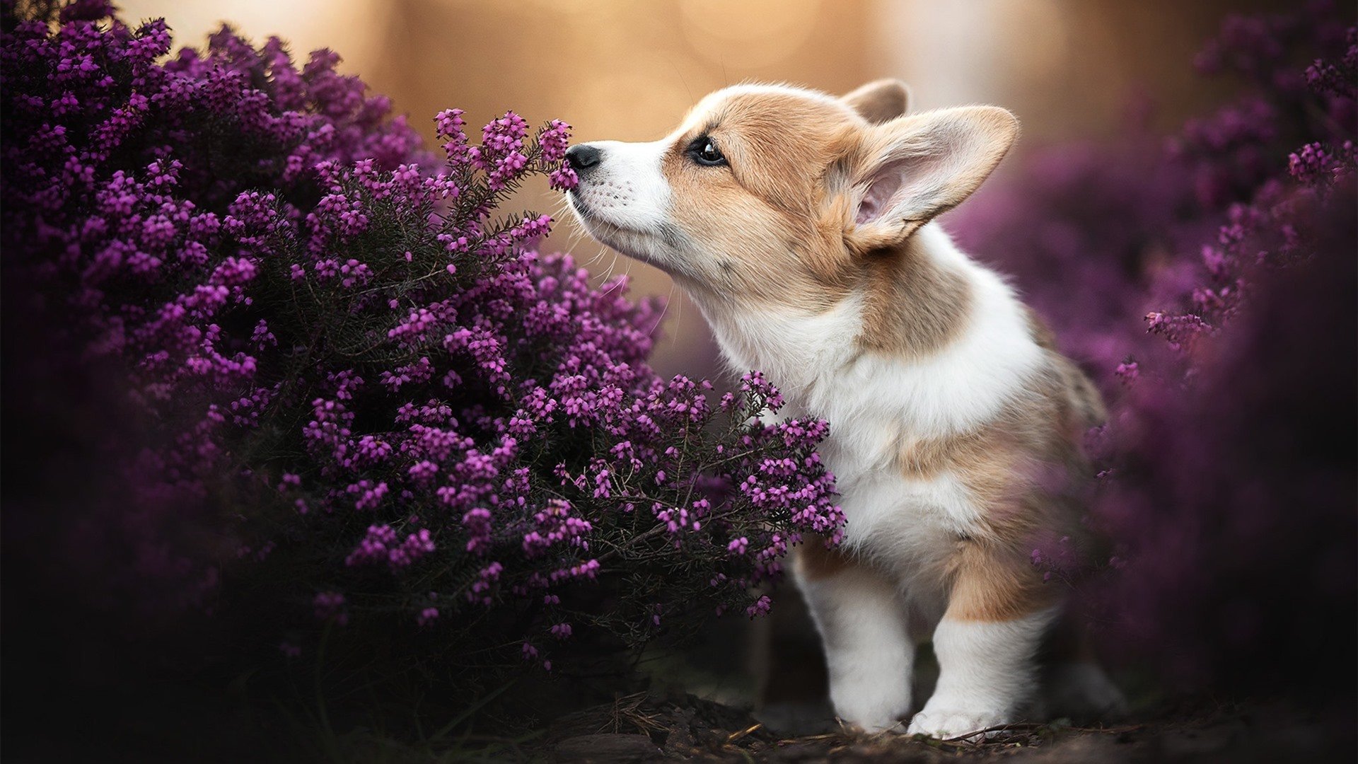 国家队心态建设为何总在关键场次崩盘，国家队中的心