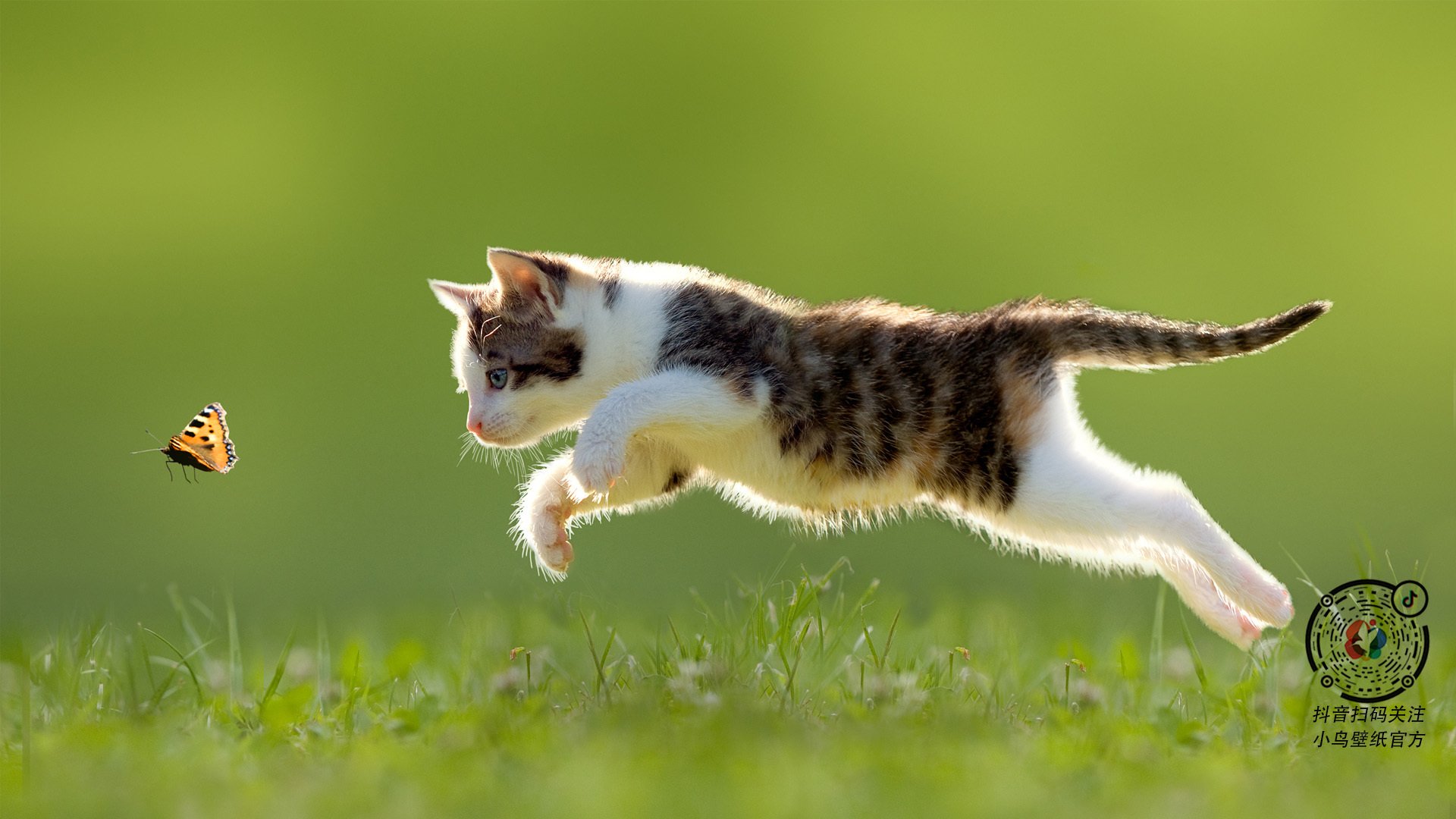 女子仰泳项目成为潜在得分点,女子仰泳比赛视频