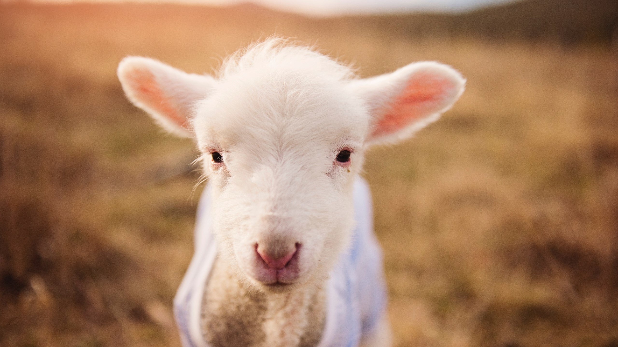 杨瀚森低位背打技术日趋成熟展现内线统治力,杨瀚森篮球