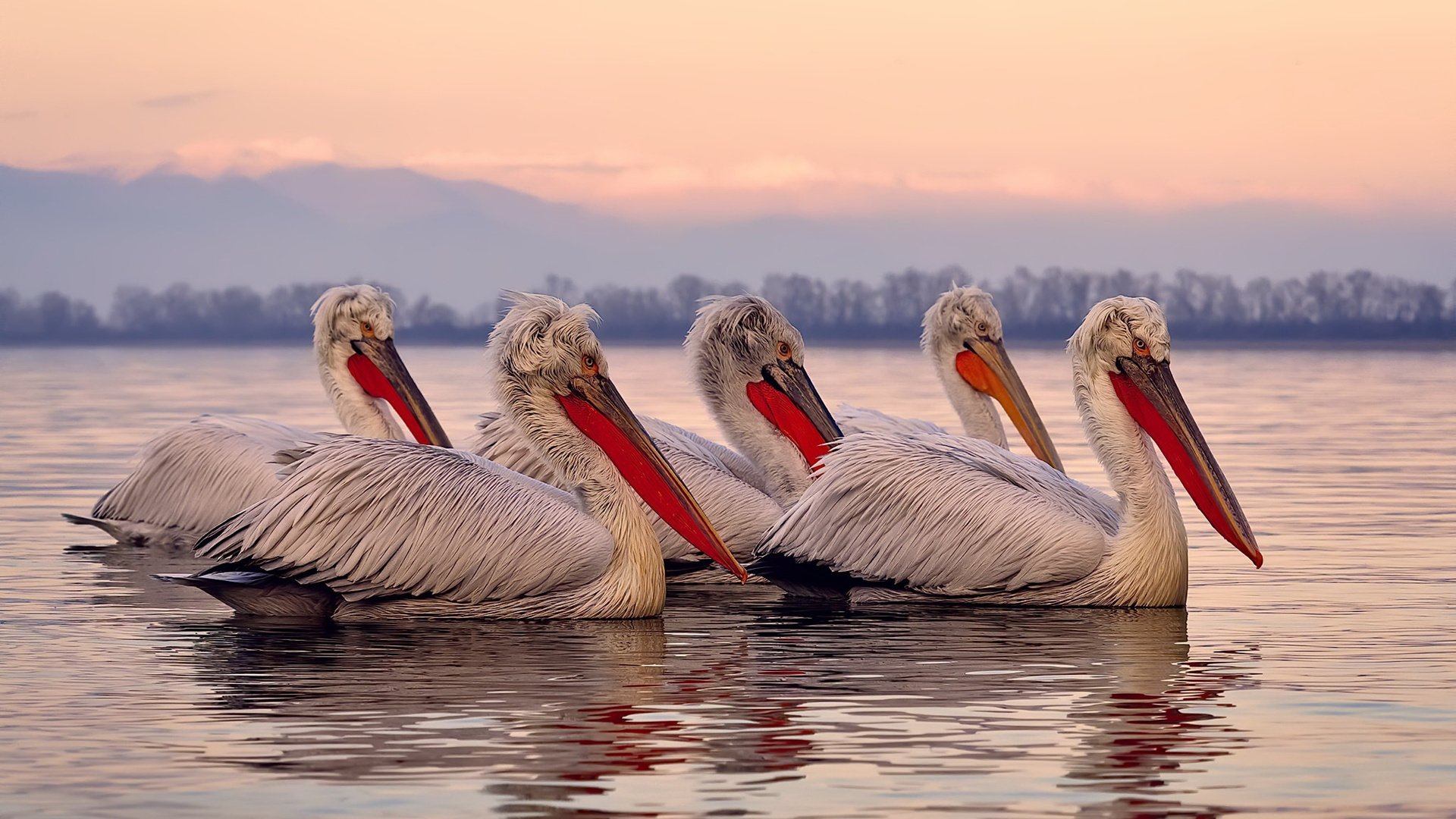 爱游戏体育（AYX）官方APP下载-莱德基稳居中长距离王座，莱德基实力