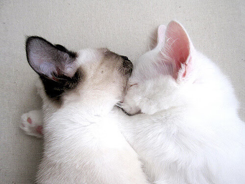 安东·李恩：他是全黑队防守和进攻的双重保障，能力全面，安东内利什么水平